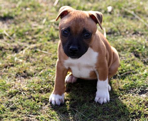 Puppy Dog Staffordshire · Free photo on Pixabay