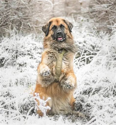 15 Best Dog Breeds for Cold Weather - ilovedogscute.com