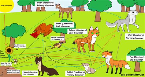 Food Web Biome (Temperate Forest) by SweetKittyCat on DeviantArt