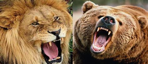 Compare African Lion Vs Grizzly Bear | African lion, Grizzly bear ...