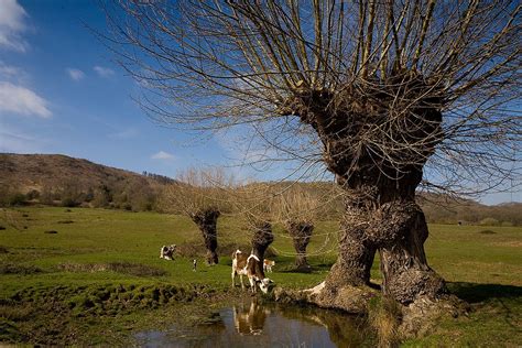 The Decline of Black Poplar Trees in the UK — Protect Earth