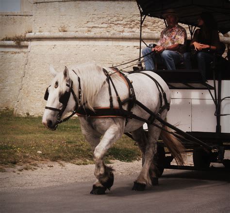 Horse pulling a cart by Kellyx96 on DeviantArt