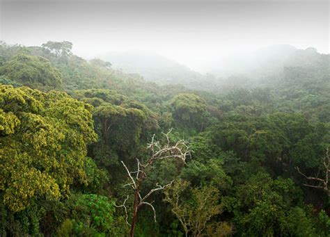 Ecological vanishing act: African rainforests disappeared, then bounced ...