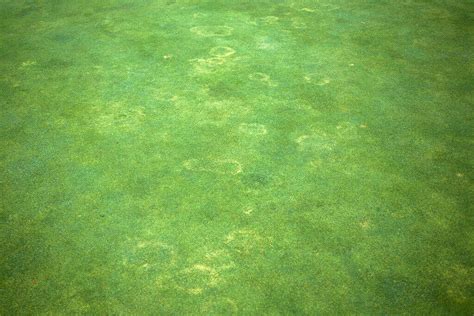 7 Types of Lawn Disease Found In Pennsylvania | Turfcor