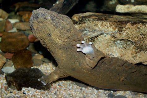 Hellbender Facts, Pictures & In-Depth Information: Endangered Amphibian