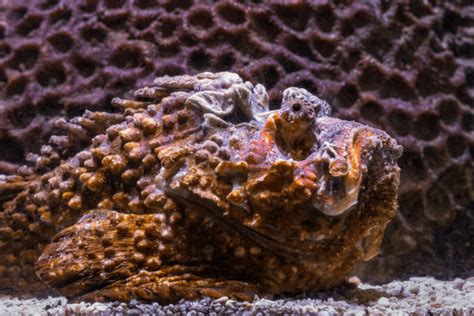 What Is a Stonefish? 10 Shocking Facts About the World’s Deadliest Fish ...