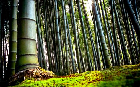 90+ Bamboo HD Wallpapers and Backgrounds