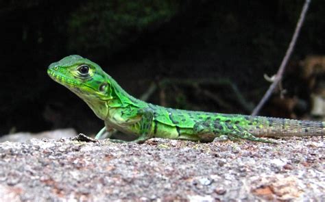 Tamarindo, Costa Rica Daily Photo: Baby iguana