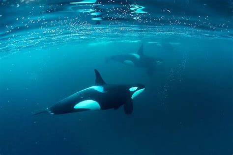 Killer whale (Orcinus orca) pod hunting together in herring (Photos ...