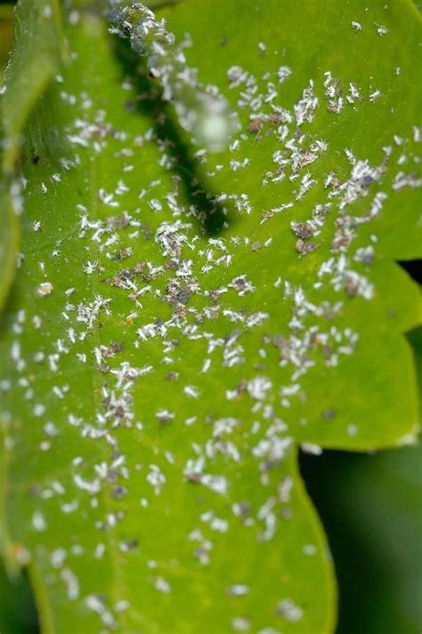 How to Naturally Get Rid of Aphids on Tomatoes — Gardening, Herbs ...