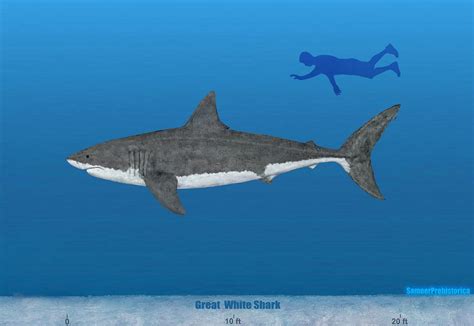 Great White Shark Size by SameerPrehistorica on DeviantArt