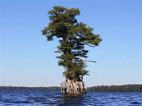 Great Dismal Swamp National Wildlife Refuge, a Virginia nwildlife ...