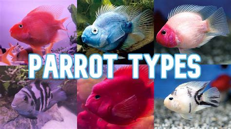 Freshwater Parrot Fish