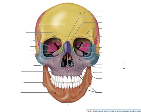 Anterior view of the skull labeling Diagram | Quizlet