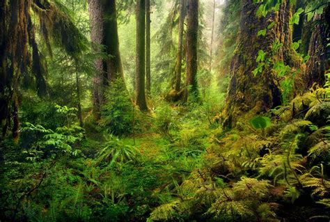 Rain Forest (2011) | Olympic Rainforest, Washington | Marc Adamus ...