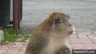 Monkeys Eating banana in Muar Public Park on Make a GIF