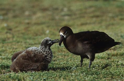 Birds That Make Nests on the Ground: Top 19 with Pictures