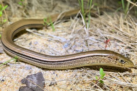 Slender Glass Lizard | South Carolina Partners in Amphibian and Reptile ...