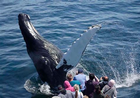 Whale Watching in Boston - tickets, prices, timings, what to expect, FAQs