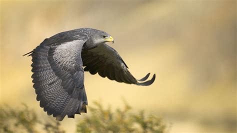 Peregrine Falcon Wallpapers - Wallpaper Cave