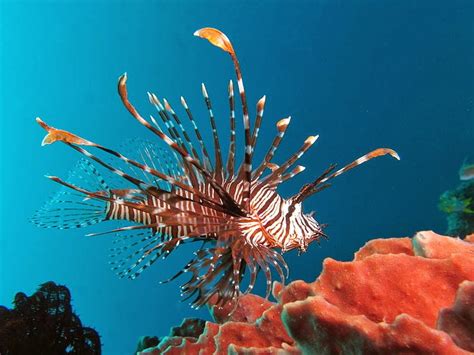 Musings of a Biologist and Dog Lover: Invasive Species - Lion Fish