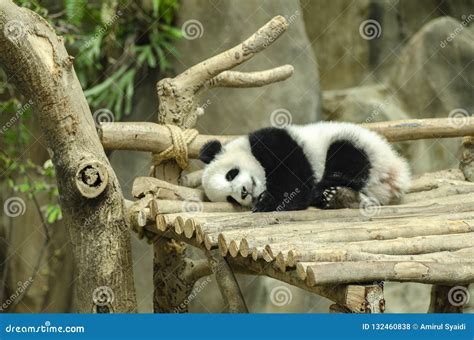 Giant Panda Bear Sleeping on a Wooden Bench Stock Photo - Image of ...