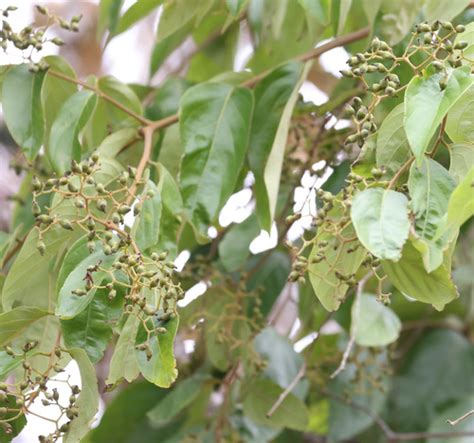 Cordia bicolor · iNaturalist