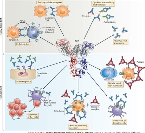 The 17+ Benefits Of Human Immunoglobulin Therapy — MyBioHack | Unlock ...