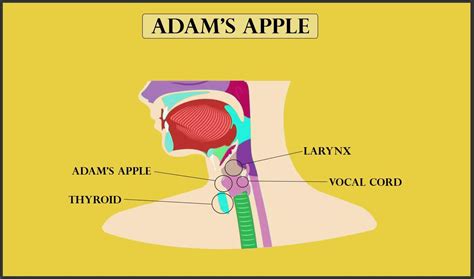 Diagram Of Adam's Apple