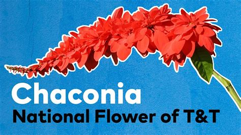 Chaconia - The National Flower of Trinidad and Tobago - YouTube