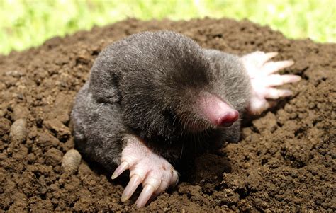 Eastern Mole – Wildlife Illinois