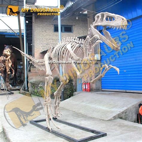 Life Sized Complete Utahraptor Skeleton for Sale |MyDinosaurs