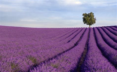 Rich lavender field with a lone tree | Lisa Carmel Photography