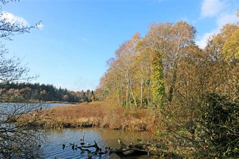 Lake at Stover Country Park, Devon Stock Image - Image of water, blue ...