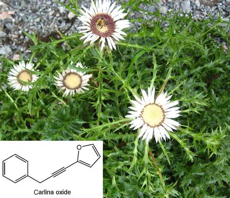 8: Carlina acaulis flower head and leaf rosette, and the main active ...