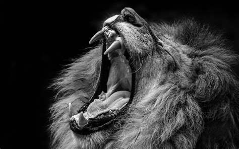 Lion Roar Black And White Wallpaper