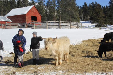 Clinton ranch home to Montana's largest herd of Highland cattle ...