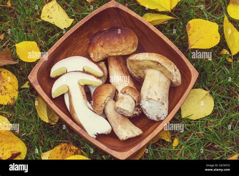 Edible mushrooms in the kitchen in fall season Stock Photo - Alamy