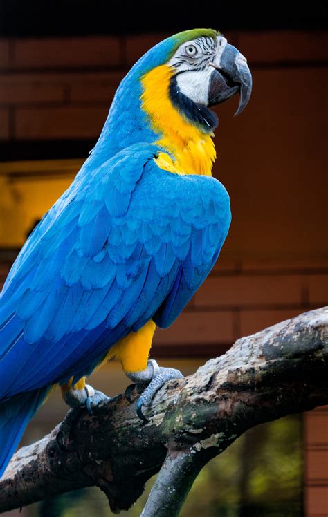 Free Images : bird, wing, zoo, beak, blue, colorful, yellow, fauna ...