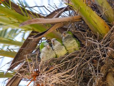 Monk Parakeet Nesting (Behavior, Eggs + Location) | Birdfact