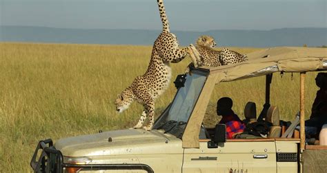 4 Days Masai Mara Safari (Best Budget Camping Package)