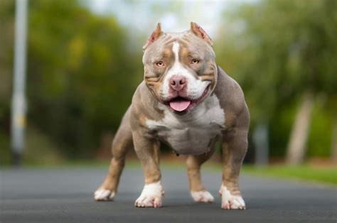 Ultimate Guide to American Bully XL: Care, Traits, Training