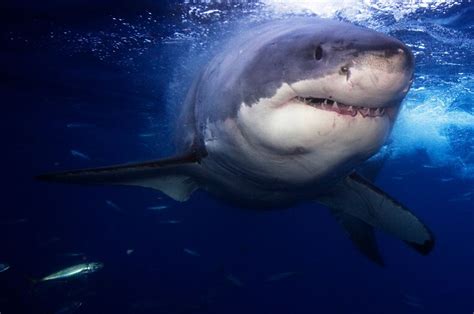 Great White Sharks Habitat | Great White Shark Facts