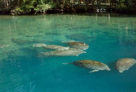 Manatee Conservation