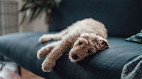 Lethargy in dogs: Vet's guide to causes and treatment | PetsRadar