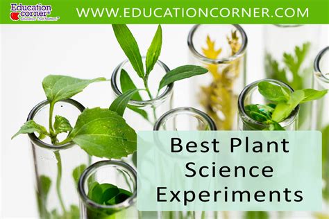 Top 17 Plant Science Experiments: Exploring Plant Growth - Education Corner