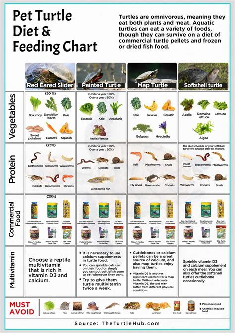 How To Feed Red Eared Slider Vegetables? – The Turtle Hub