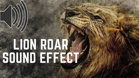 Lion Roar 🦁 Sound Effect🔊 - YouTube