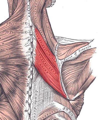 Rhomboids - Physiopedia