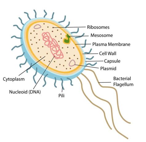 Bacterial Structure : Plantlet